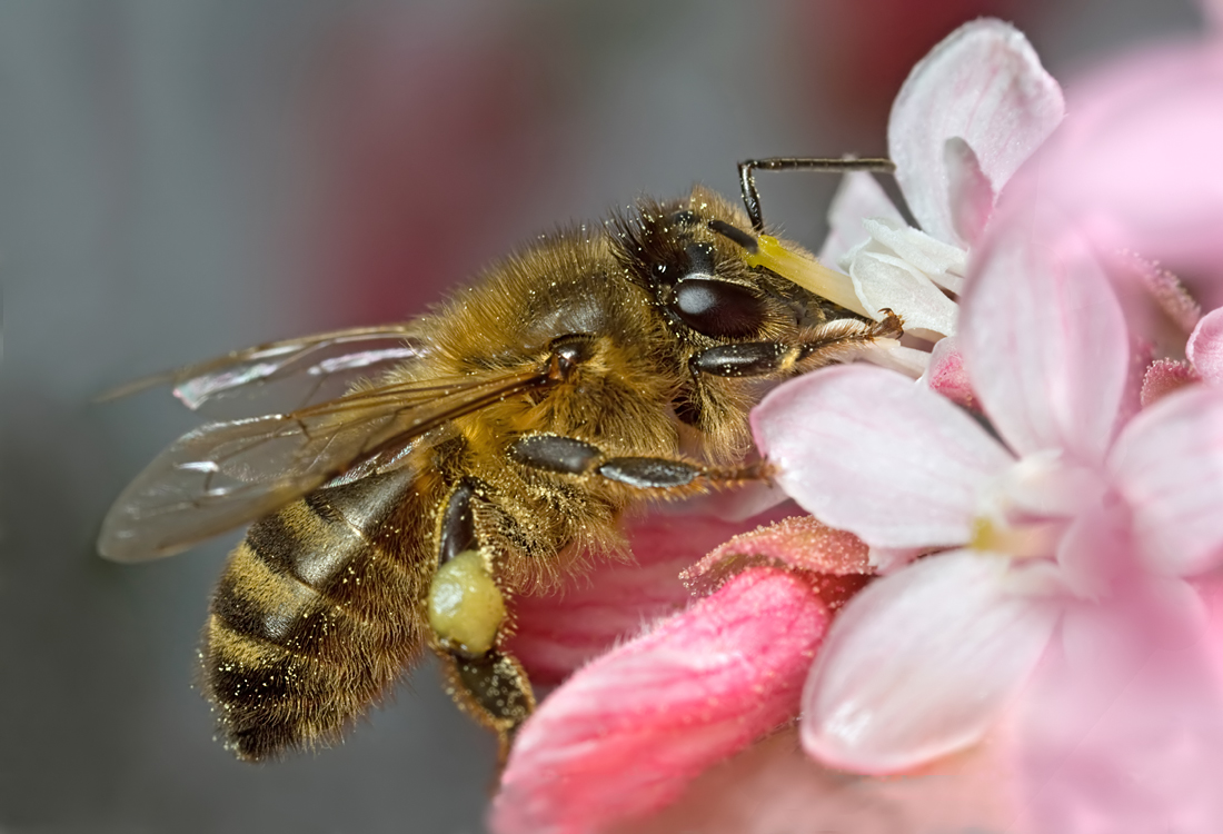 2009 (3) MARCH Honey Bee Feeding a 